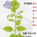 배꽃말식품