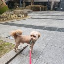 오쉬오트 이미지