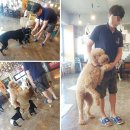 도그앤미 이미지