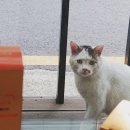 청림동물병원 | 2018년 광진구 자양 2동 일대 길고양이 Tnr(중성화 수술) 정리&amp;길고양이 근황