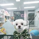 모모펫그루머 이미지