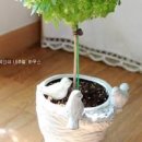 바질트리