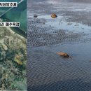 항아리곶감