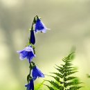 숲속아침 이미지