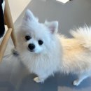 헬로우 그루밍 이미지