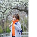 4월8일(수)경포호 벚꽃트레킹 이미지