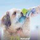 옥수수 펫샵 이미지