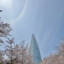 리얼푸드 | 🌸 석촌호수 벚꽃축제 후기~푸드트럭,직접 다녀온 리얼 현장 기록!