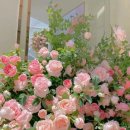 페일로즈