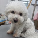 비비드그루밍 | 경산애견미용 시지애견미용 비숑기본케어 목욕