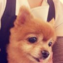 오원석 황금동물병원 이미지