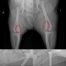 횡성동물병원 이미지