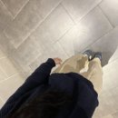 꿀딱아중점