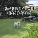 애견멀티샵 | 경주 애견카페 멍멍이와 숲속에서 방문후기