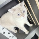 딩글딩글고양이 이미지