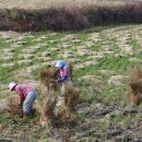 고향아줌마보리밥 이미지