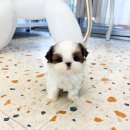 오독안심분양센터 강아지분양 고양이분양 하남점 이미지