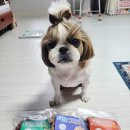 이거다 펫