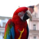 앵무새 이미지