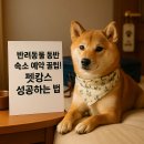 여수죽림동물병원 애견미용실 | 반려동물 동반 숙소 예약 꿀팁! 펫캉스 성공하는 법