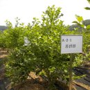 지혜동 농장 이미지