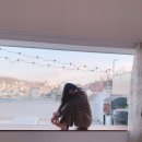 브쥬 이미지