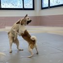 퍼피애견 | 화곡 애견미용, 강서애견유치원 &#39;퍼피파파&#39; 후기 !!