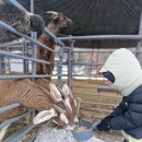 반달염소농장 이미지