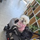 (주) 트렌드펫 | 2026 대구펫쇼 후기 (생각보다 아쉬움)