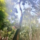 김봉수 농장 | 끄라비 카야킹 후기｜아이들과 함께한 맹그로브 숲 투어