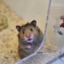 펫엔글라이더본점&로던트클럽 광주 이미지