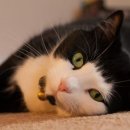 스킨앤이어동물병원 이미지