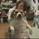 동물농장 이미지