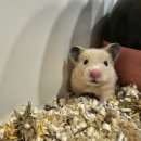 골든햄스터분양 탬펫 이미지