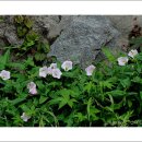 새들의 아침 이미지