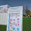 칠성자원 | 2026 여의도 벚꽃축제 실시간 개화 상황 &amp; 벨리곰 포토존 명당, 주요 포인트 상세 후기