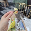 리프패럿부천
