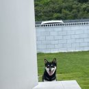 강아지맛집 이미지