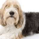 행복한개 이미지