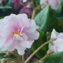 바이올렛 이미지