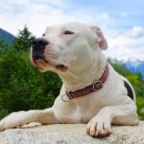 강아지나라 이미지