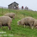 원터목장 이미지