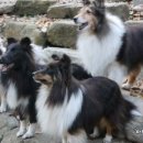 클라라 애견 이미지