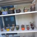 진달래종합상사 이미지