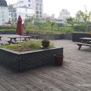 씨혼다이브