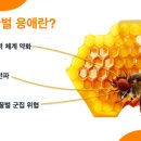 꿀벌진드기 감염을 실시간 모니터링하는 ＜BeCure＞ 다운받으셔요! [＜AI APIS＞인연\: 25/08/06] 이미지