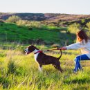 강아지산책 이미지