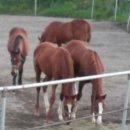 석문목장 이미지