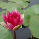 샤인하우스