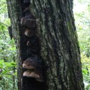 참나무향한의원 이미지